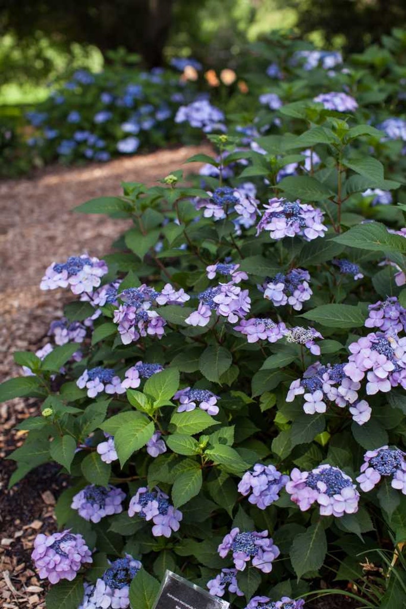 Twist-n-Shout\u00ae Endless Summer Hydrangea 3 Gallon