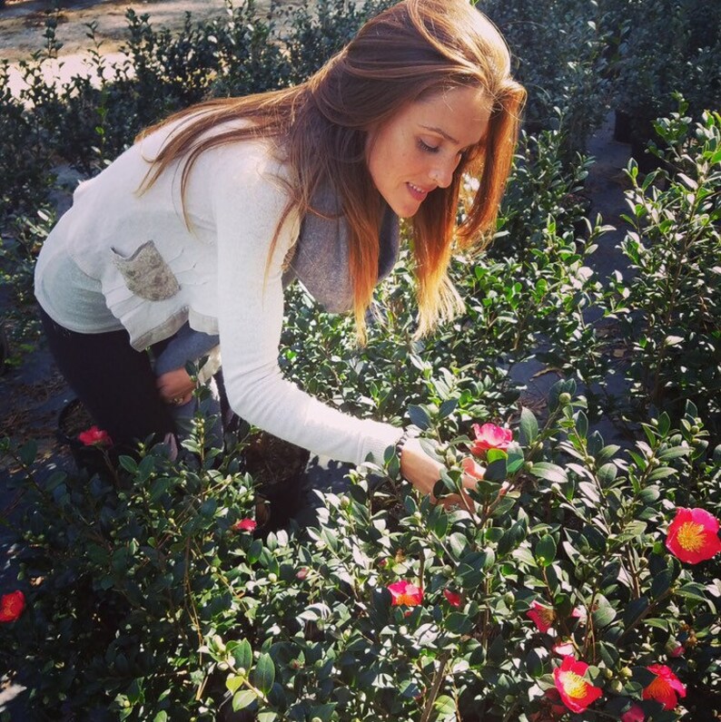 cheap buy outlet Red Yuletide Camellia 3 Gallon Plant