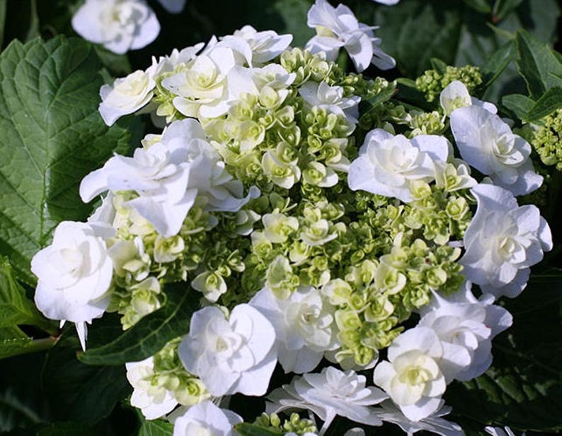 Related image