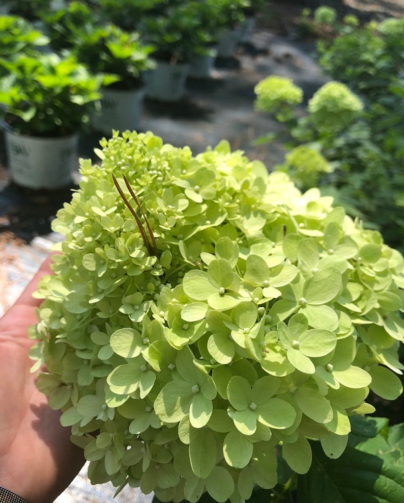 Limelight Hydrangea 3 Gallon Plant