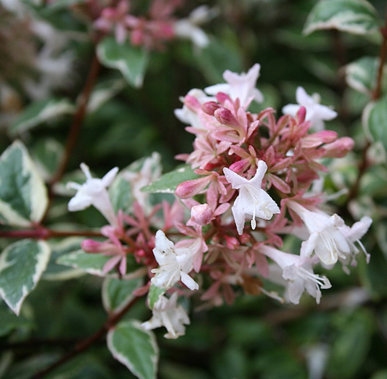Abelia mardi gras plant