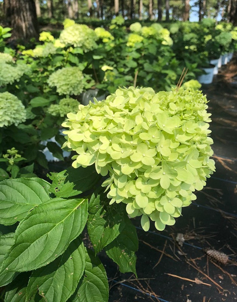 Limelight Hydrangea 3 Gallon Plant
