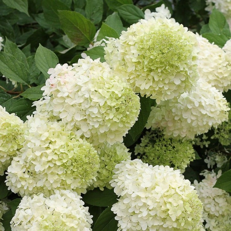 Limelight Hydrangea 3 Gallon Plant