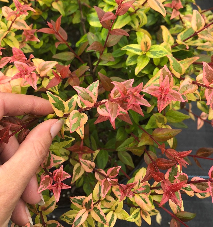 Mardi Gras Abelia 3 Gallon Plant | Etsy