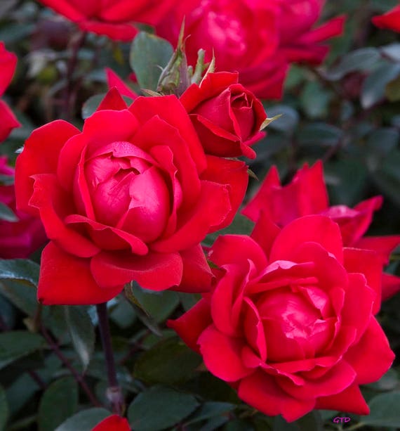 Red Double Knock Out Rose Bush 3 Gallon Etsy Red Double Knock Out Rose Bush 3 Gallon Etsy