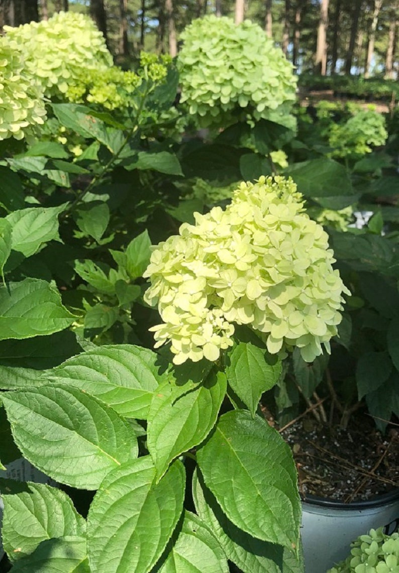 Limelight Hydrangea 3 Gallon Plant