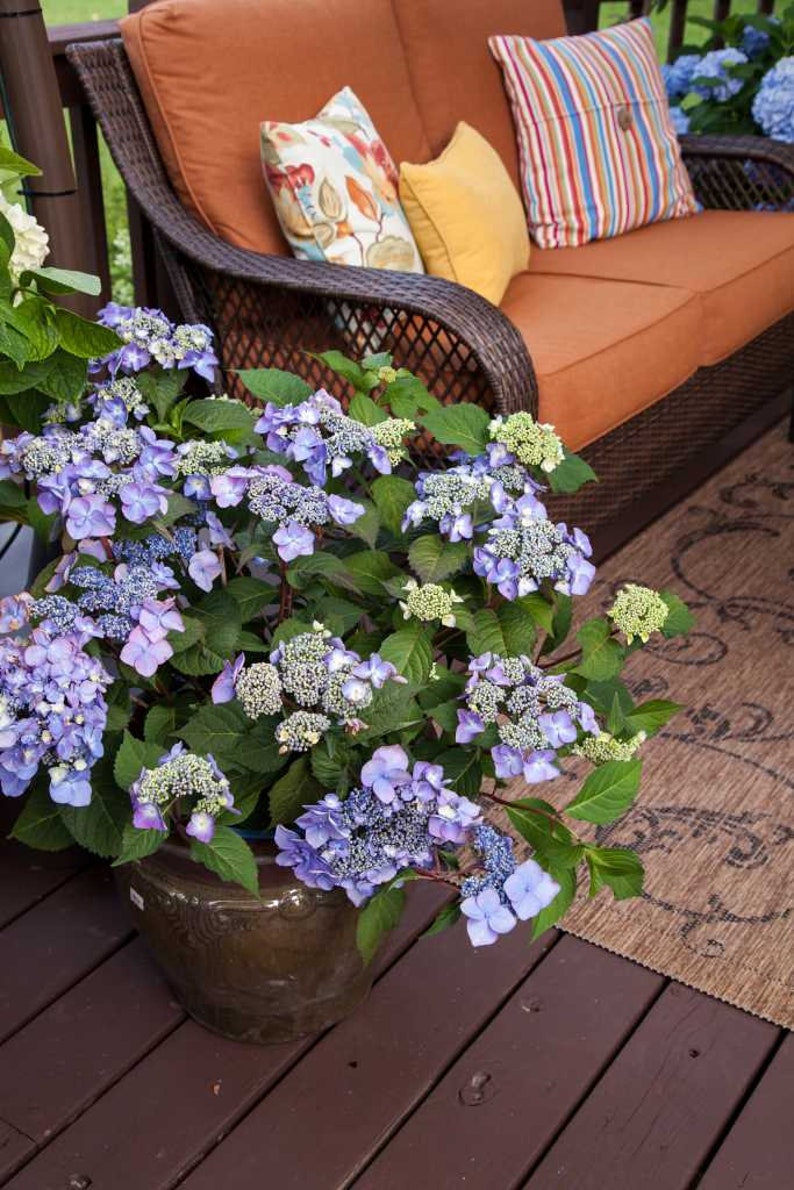 Twist-n-Shout\u00ae Endless Summer Hydrangea 3 Gallon