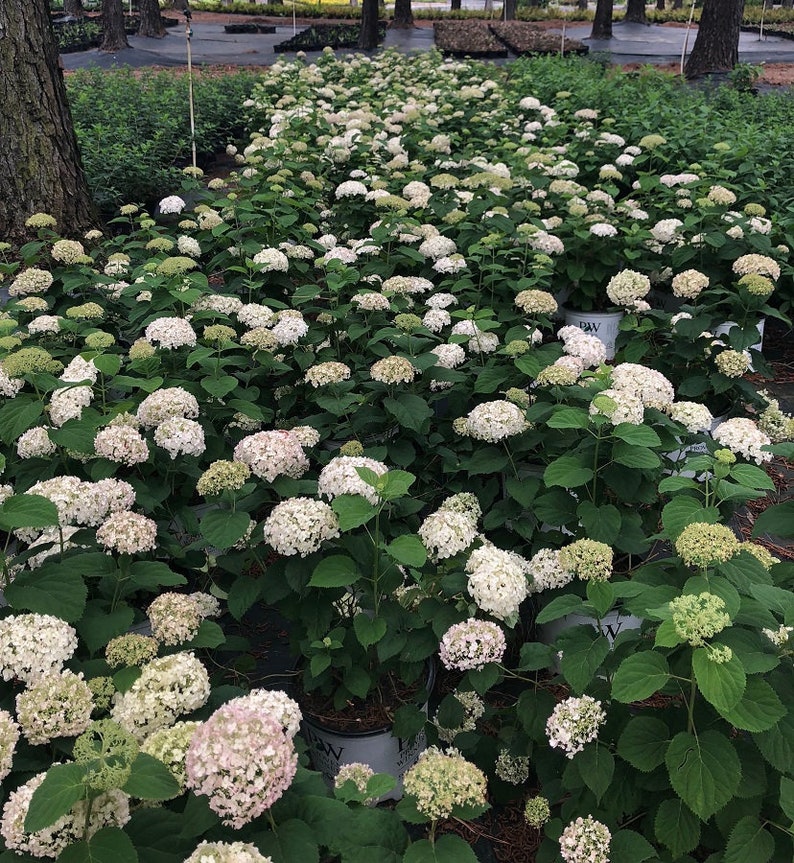 Invincibelle Wee White® Smooth Hydrangea 3 Gallon Plant | Etsy
