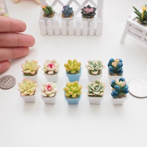 May include: Miniature succulent plants in white and blue pots. The succulents have various colors, including green, pink, and blue. A hand and a quarter are in the image for scale. The plants are arranged on a white surface.