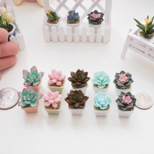 May include: Miniature succulent plants in small white pots. The succulents are various colors, including green, pink, and brown. A quarter is next to the plants for size comparison. The plants are arranged on a white surface.