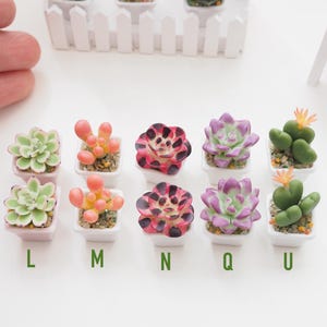 May include: Miniature succulent plants in small white square pots. The succulents vary in color, including green, pink, and purple. Each pot is labeled with a letter: L, M, N, Q, and U. The plants are arranged on a white surface.