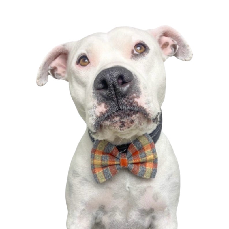 Orange plaid dog bow tie or cat bow tie is attached to a dogs collar with two Velcro straps.