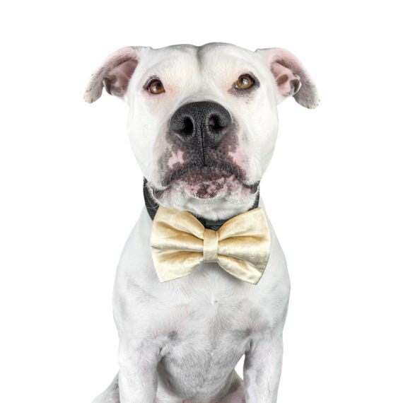 dog velvet bow tie