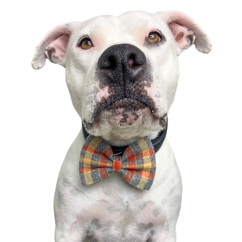 A plaid bow tie is attached to a dogs collar with two Velcro straps.