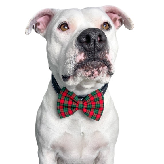 holiday dog collar with bow tie