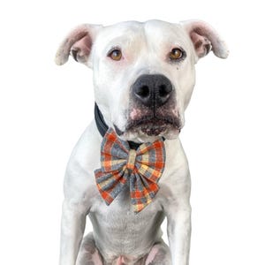 Orange plaid dog bow tie or cat bow tie is attached to a dogs collar with two Velcro straps.