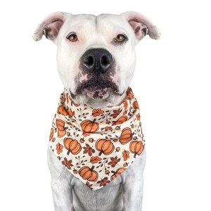 A white dog is wearing the Halloween pumpkin bandana in a size large.