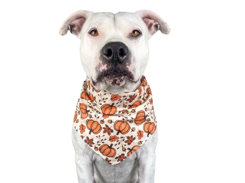 A white dog is wearing the Halloween pumpkin bandana in a size large.