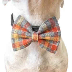 A white dog is wearing the orange plaid Thanksgiving bow tie in a size medium.