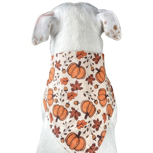 A white dog is wearing the pumpkin bandana. Photo is taken from behind and top down.