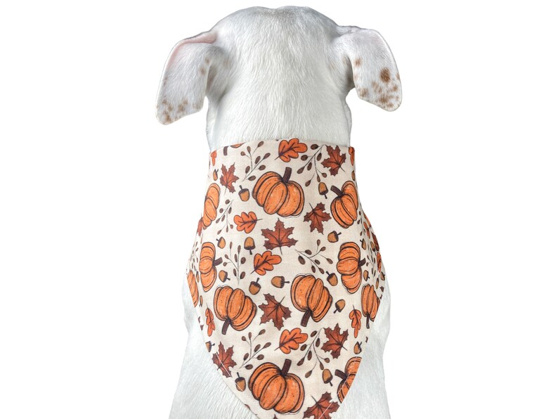 A white dog is wearing the pumpkin bandana. Photo is taken from behind and top down.