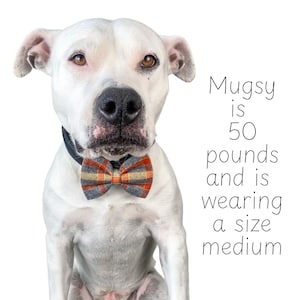 Orange plaid dog bow tie or cat bow tie is attached to a dogs collar with two Velcro straps.