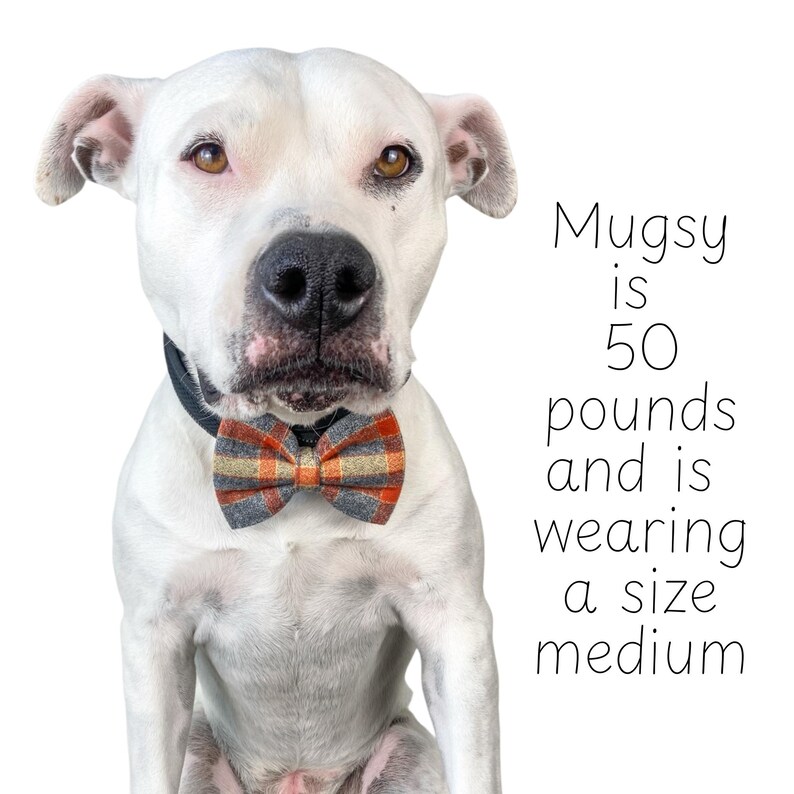 Orange plaid dog bow tie or cat bow tie is attached to a dogs collar with two Velcro straps.