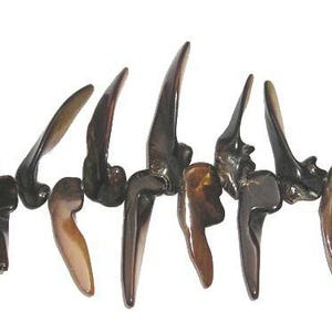 May include: A necklace featuring a series of dark brown, claw-shaped beads. The beads have a polished, glossy finish and are strung together, creating a unique and organic design. The necklace is set against a white background.