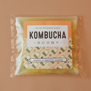 Kombucha SCOBY