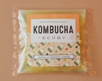 Kombucha SCOBY