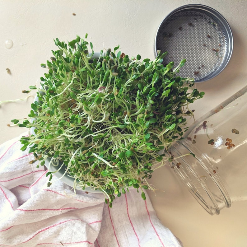 Sprouting Kit Grow Your Own Sprouts | Etsy