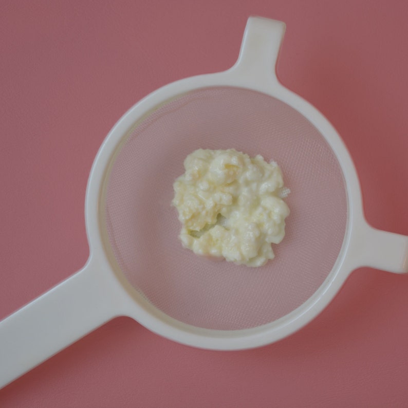 Milk Kefir Kit Make Your Own Etsy