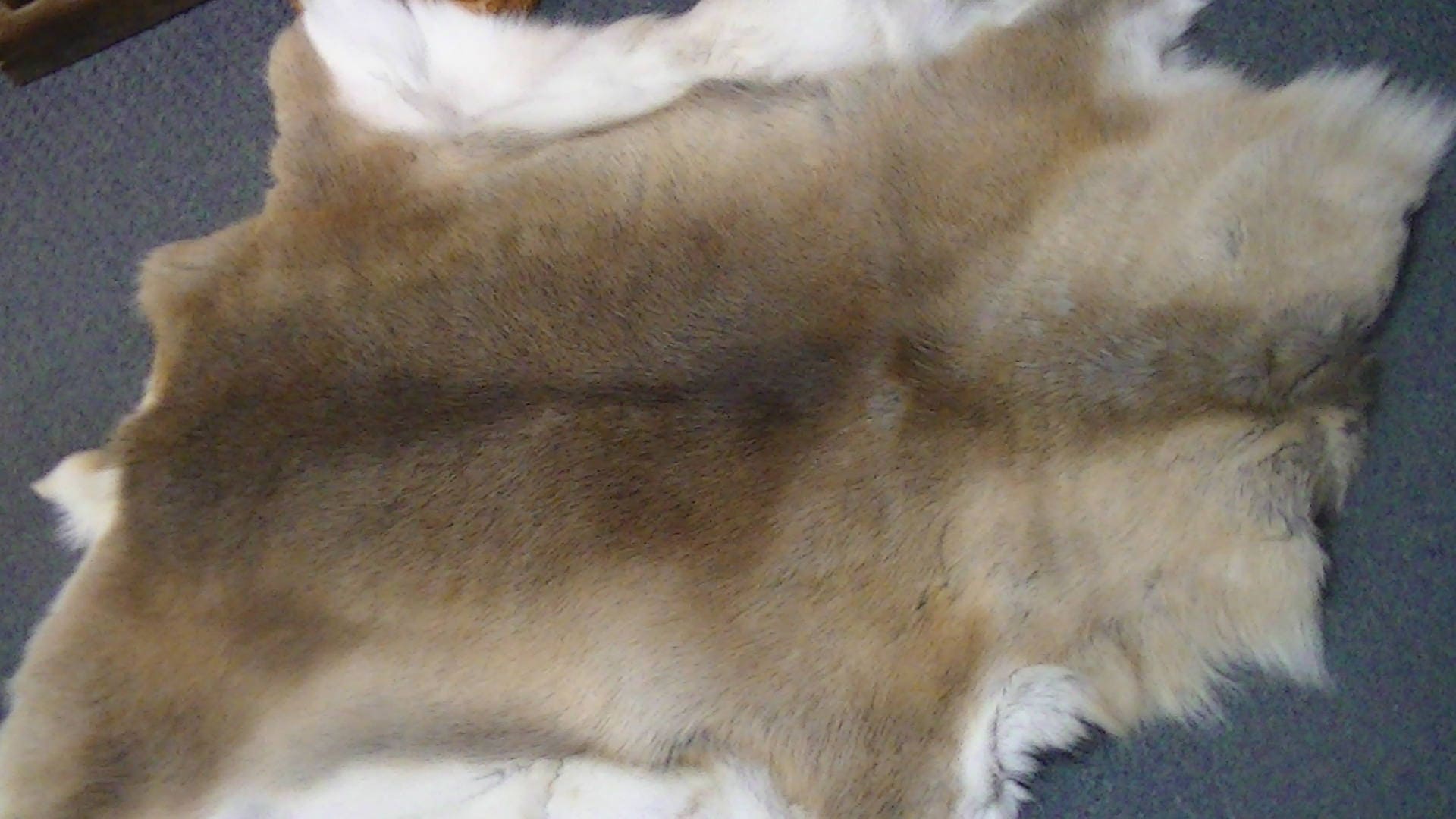 Caribou Tanned Hide Etsy