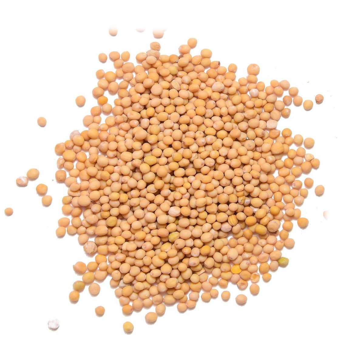 Organic Mustard Seeds Mustard Brassica Alba Spices Indian Etsy