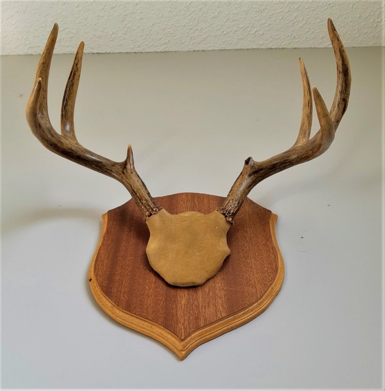Vintage Deer Antlers Wall Plaque / Mid Century / Wall Hanging Etsy