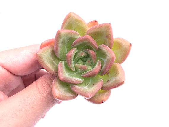 Echeveria Orange Champagne 2 Rare Succulent Plant Etsy