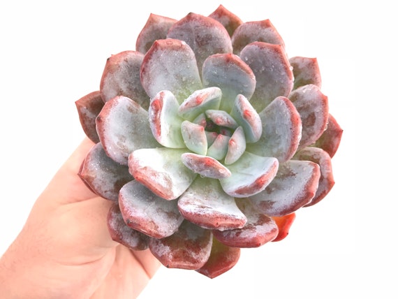 Echeveria Orange Monroe Extra Large 8 Rare Succulent Etsy