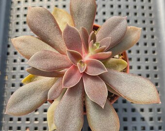 truesucculents - Etsy