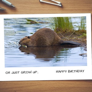 Beau castor ..... Oh, grandissez| Carte grossière| Carte brute| Insulte| Carte insultante| Carte d’anniversaire| Carte générale| Castor| Minge| Animal| Muff|