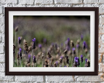 Lavender Fields Print