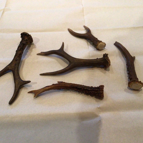 Roe Deer Antlers singles