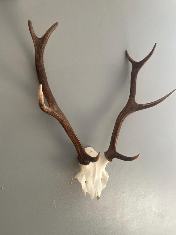 鹿の角（左右均等） 【公式通販】