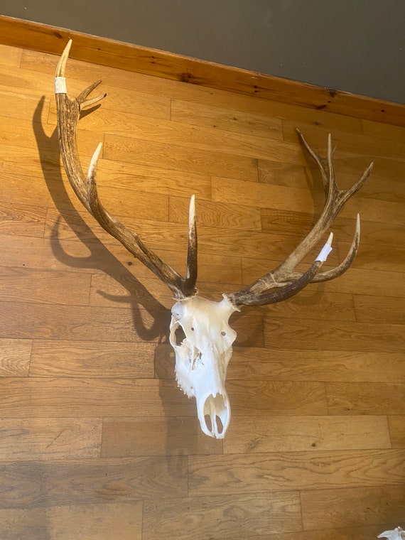 鹿つのセット 【公式通販】