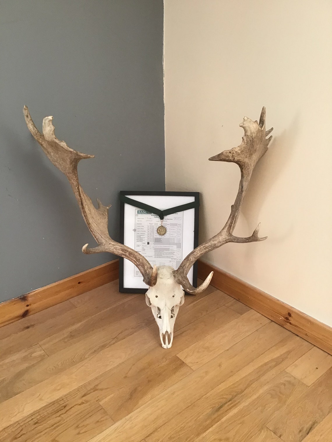 Gold Medal Fallow Buck Deer Antlers Etsy