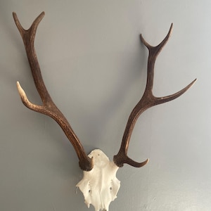 鹿の角（左右均等） 左右対称の大きな鹿の角 - Etsy 日本