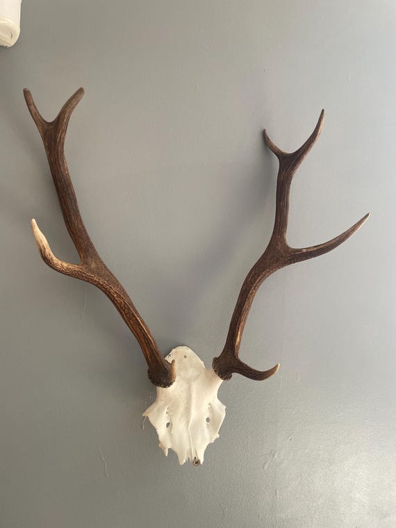 鹿の角（左右均等） 鹿の角（左右均等） 【公式通販】