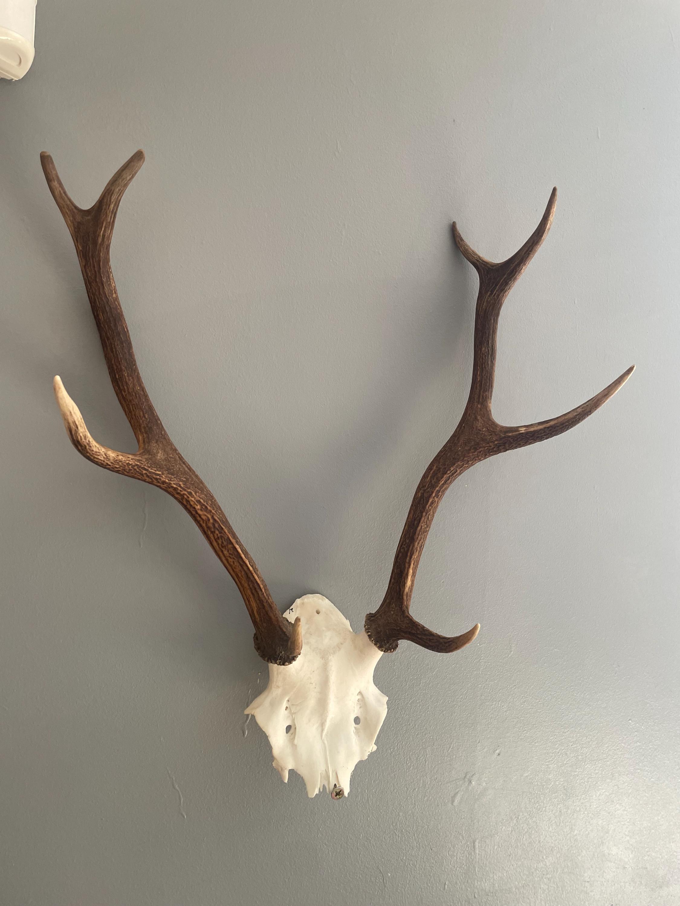 左右対称の大きな鹿の角 - Etsy 日本