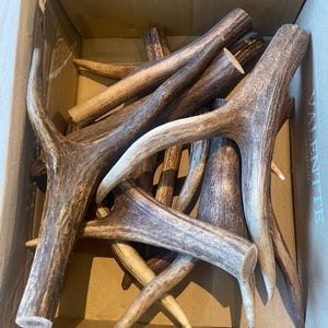 Puede incluir: Una colección de astas de ciervo naturales de varios tamaños y formas, dentro de una caja de cartón. Las astas tienen una mezcla de tonos marrones, beige y blanquecinos, con superficies texturizadas. La caja es de color beige neutro.