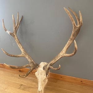 Majestic Scottish Red Deer 16 points