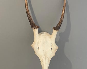 Kleines Set Hirschgeweih